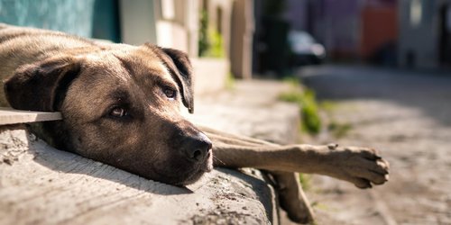 Proponen crear padrón de personas maltratadoras de animales