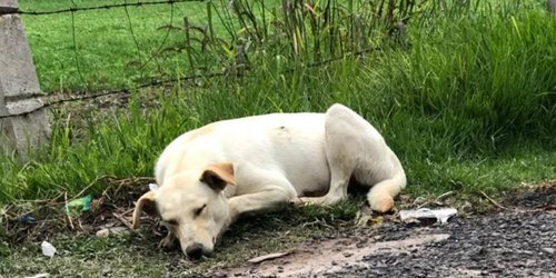 Hasta 5 años en prisión por maltrato animal en México propone Morena