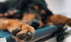 Hay dos carpetas de investigación abiertas por la muerte de un perro en colonia Villa Magna