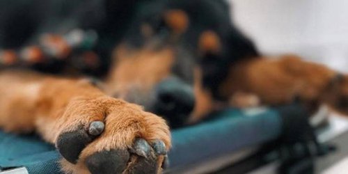 Hay dos carpetas de investigación abiertas por la muerte de un perro en colonia Villa Magna