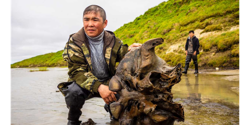 Encuentran restos casi completos de un mamut de hace 10 mil años en Siberia