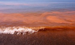 ¿A qué se debe la presencia de marea roja detectada en playas de Oaxaca?