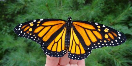 Mariposas monarcas comienzan a verse en México: llegan las primeras de la épica travesía del norte del continente hasta Michoacán