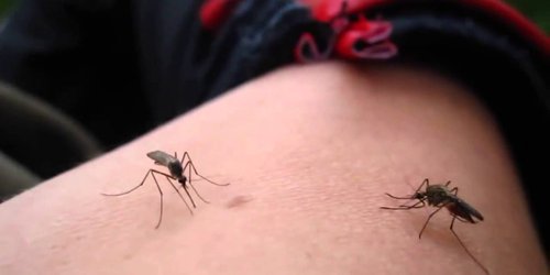 Confirman Salud tres casos de dengue no grave