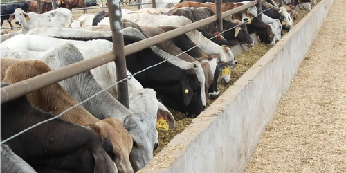 Atiende Sader caso de gusano barrenador del ganado en un corral en Jalisco
