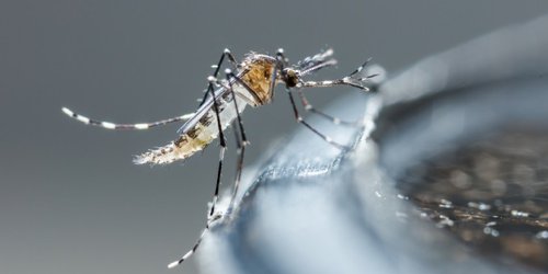 Prioritario en esta temporada prevenir y erradicar el dengue en el estado