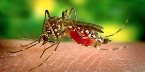 Millones de mosquitos modificados genéticamente serán liberados en los Cayos