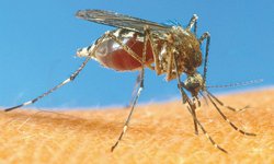 Salud sigue promoviendo acciones contra dengue, zika y chikungunya