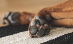 Muere el primer perro en dar positivo a covid-19 en Estados Unidos