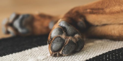 Muere el primer perro en dar positivo a covid-19 en Estados Unidos