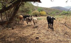 Reportan muerte de 450 cabezas de ganado por sequía, solo en Rioverde