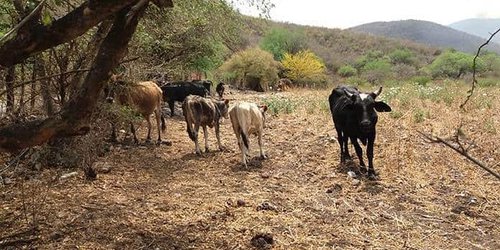 Reportan muerte de 450 cabezas de ganado por sequía, solo en Rioverde
