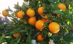 Estatus en sanidad vegetal aumenta valor de la naranja en la Zona Media