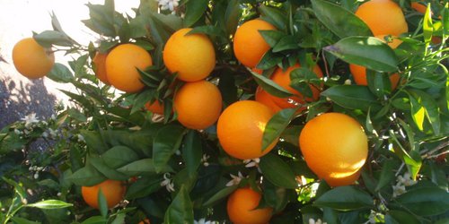 Estatus en sanidad vegetal aumenta valor de la naranja en la Zona Media