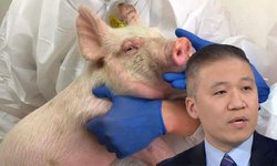 Es prematuro asegurar que gripe porcina se convertirá en pandemia: Eric Feigl-Ding