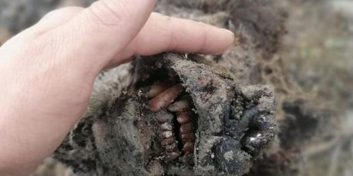 Descubren cuerpo perfectamente conservado de oso extinto hace 15 mil años
