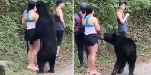 Mujeres se salvan del ataque de un oso en Nuevo León