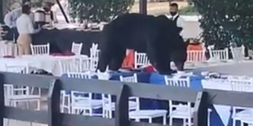 Oso irrumpe en banquete y se come ‘los frijolitos charros’ en Nuevo León