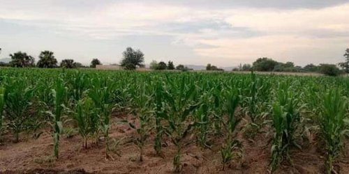 Continúa problema de “robo hormiga” en parcelas