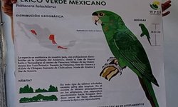 A punto de llegar pericos verdes desde Morelos a Ciudad Fernández