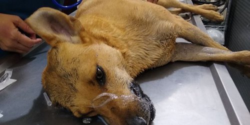 Forman bloque para identificar a envenenadores de perritos en Rioverde