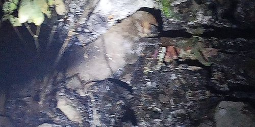 Perritos semi calcinados por el fuego viven de milagro en Cerritos