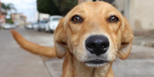PRD propone 6 años de cárcel por abandonar mascotas