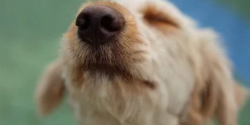 Los perros podrían ser los próximos cazadores del coronavirus