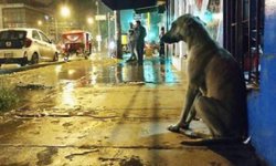 Necesario contar con albergue para perros en situación de calle: Protección Civil