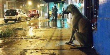Necesario contar con albergue para perros en situación de calle: Protección Civil