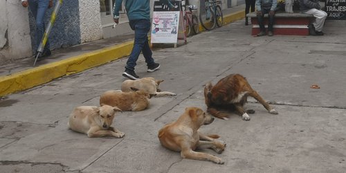 Analizan esterilización y razzia canina en Rioverde