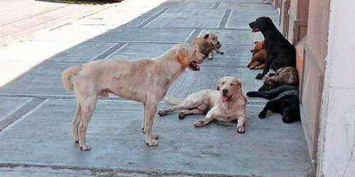 SLP suma 27 años libre de rabia humana, y 26 sin rabia animal