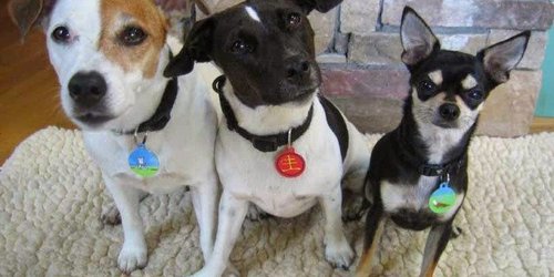 Legislan Diputados para que perros y gatos, porten collar o placa de identidad