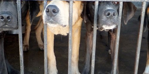 Dueños de perros temen que sus mascotas sean usadas como alimento