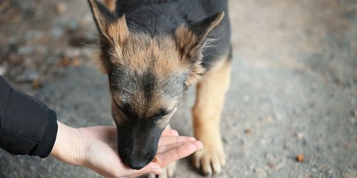 Invitan a donar alimento para perros y gatos rescatados de maltrato y abandono