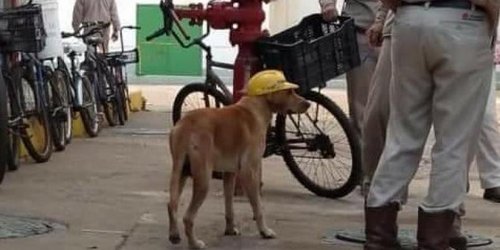 Perrote, el empleado estrella de Pemex que alegra a todos moviendo la cola