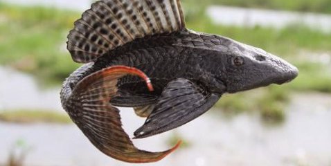 Detectan invasión de pez diablo en Ébano y Tamuín