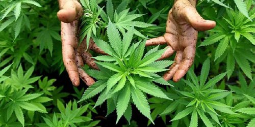 Activistas exigen al Senado legalizar la marihuana ‘sin simulaciones’