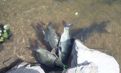 Impulsan Ley de Acuacultura y Pesca Sustentables en SLP