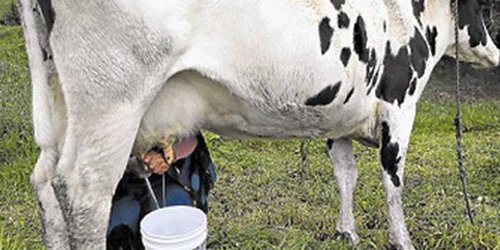 En riesgo de desaparecer la producción lechera en la Zona Media