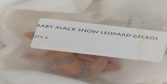 Profepa asegura 10 geckos leopardo para tráfico ilegal en San Luis Potosí