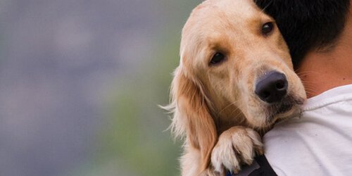 Aprueba Cabildo de SLP reglamento para operar y mejorar protección animal