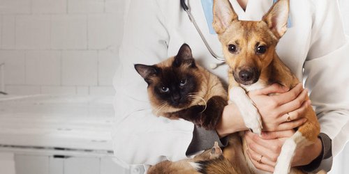 Jurisdicción Sanitaria realizó más de tres mil esterilizaciones en 2021
