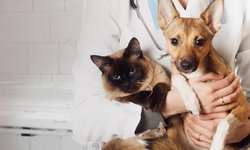 Invitan a jornadas de esterilización felina y canina gratuita en CDFDZ