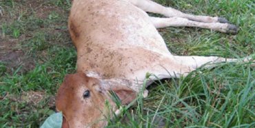 Temen ganaderos epidemia de rabia paralítica: Confirman cinco casos