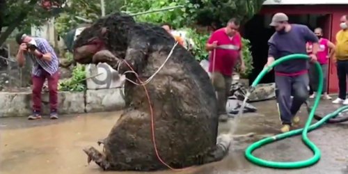 #Video Encuentran botarga de rata gigante entre basura arrastrada por lluvias en Magdalena Contreras