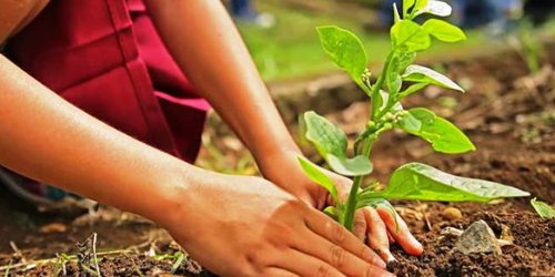 Pandemia también frenó campañas de reforestación; buscarán nuevas estrategias