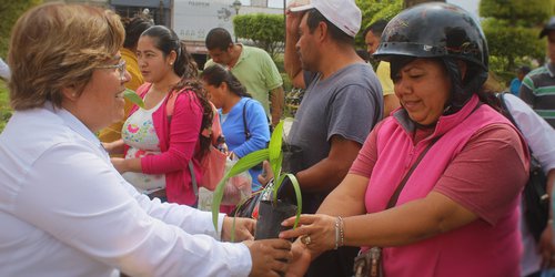 Regalan cientos de arbolitos para promover acciones de reforestación