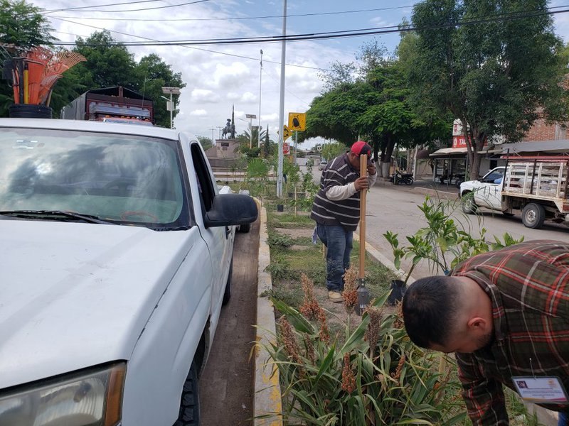 reforestacion fdzdos.jpg