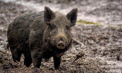 Pequeños jabalíes afectan cultivos en CdFdz; autoridades entregan apoyo a productores